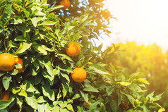 橙子柑橘类树的花园