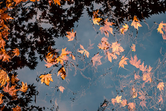 金叶子和反射树水秋天叶子水