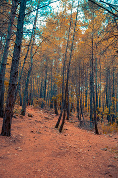 树与色彩斑斓的叶子秋天清晰的一天森林秋天