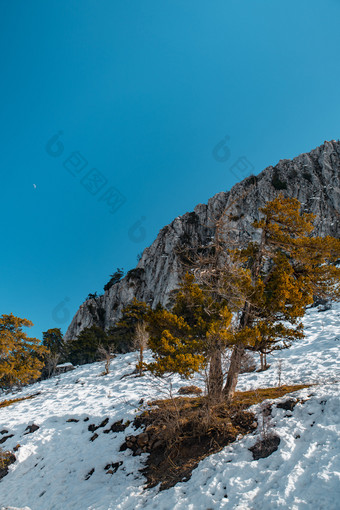 树下的雪清晰的阳光明媚的一天阳光明媚的冬天一天