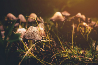 蘑菇的森林的阳光当地的焦点蘑菇和模糊背景照片蘑菇古董颜色音调森林和蘑菇