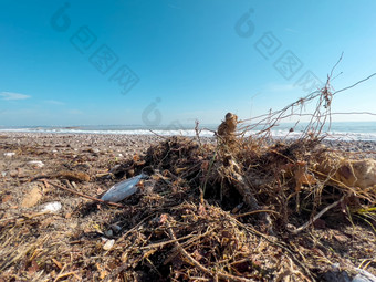 泄漏垃圾的海滩的大城市空使用脏塑料瓶脏海桑迪海岸环境污染生态问题