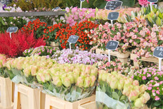 花为出售荷兰花市场荷兰