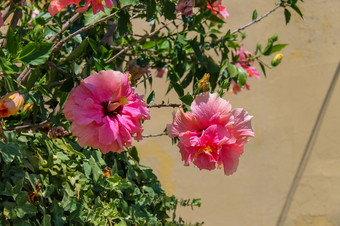 美丽的粉红色的芙蓉花的背景墙
