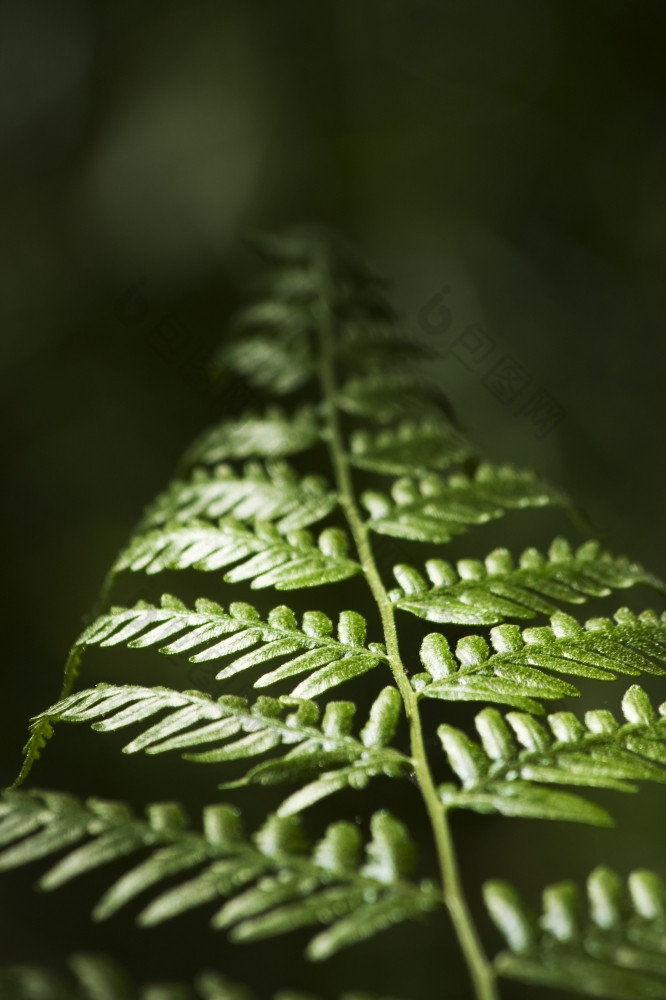 低深度场澳大利亚本地的欧洲蕨蕨类植物pteridiumesculentum日益增长的低光环境幸存的从光射线接头的森林树冠照明的欧洲蕨蕨类植物的叶子