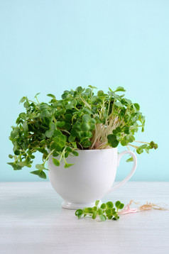 发芽萝卜豆芽杯有机微绿色为素食主义者烹饪健康的食物和饮食概念发芽萝卜豆芽杯