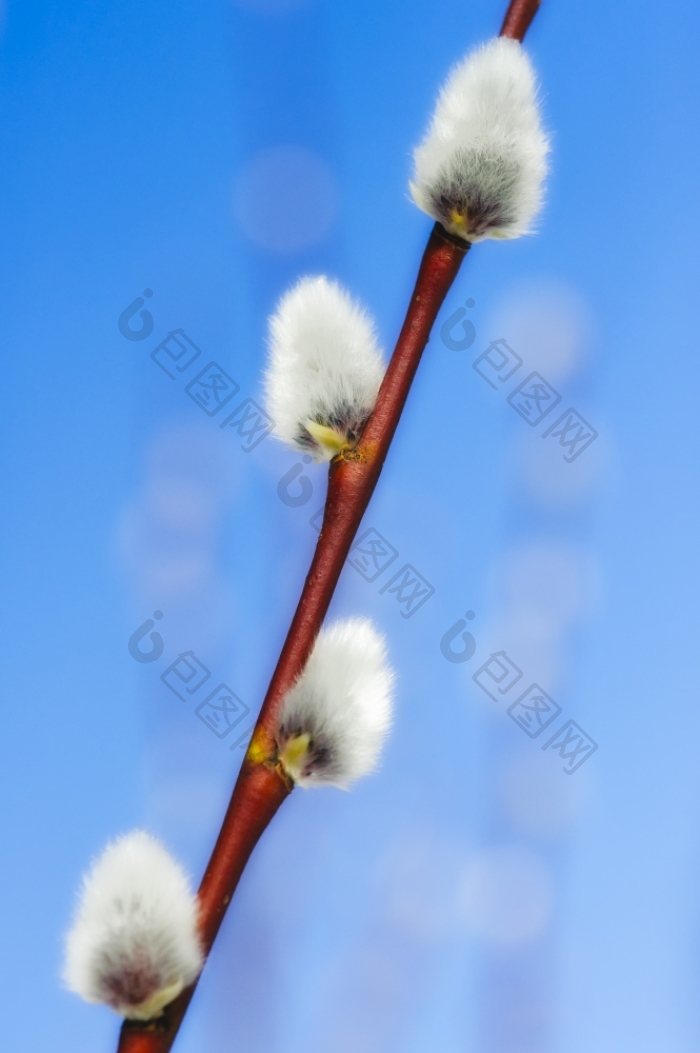 柔荑花序柔荑花序的春天的天空图片-包图网