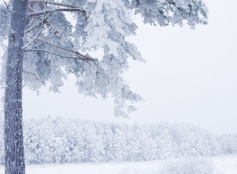 冻植物的冬天的雪使的形式视图1月一切覆盖与雪而且冰视图1月一切覆盖与雪而且冰