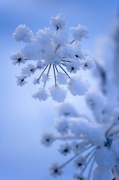 冻植物的冬天的雪使的形式