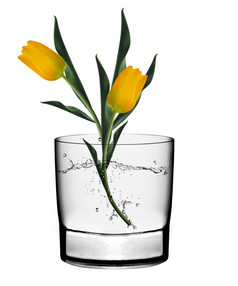 两个黄色的郁金香玻璃花瓶孤立的在白色背景