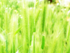 耳朵绿色小麦背景