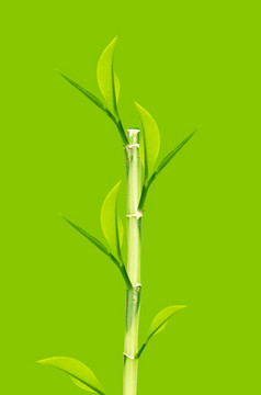 绿色竹子茎绿色背景