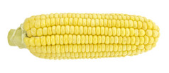 耳朵玉米孤立的白色背景与剪裁工作路径玉米