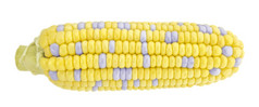 耳朵玉米孤立的白色背景与剪裁工作路径玉米