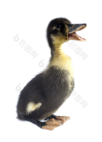 有趣的黑色的小鸭子有趣的黄色的而且黑色的小鸭子年龄天孤立的白色