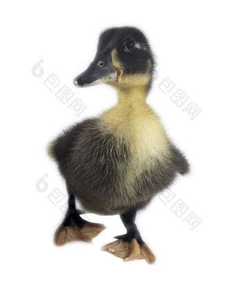 有趣的黑色的小鸭子有趣的黄色的而且黑色的小鸭子年龄天孤立的白色