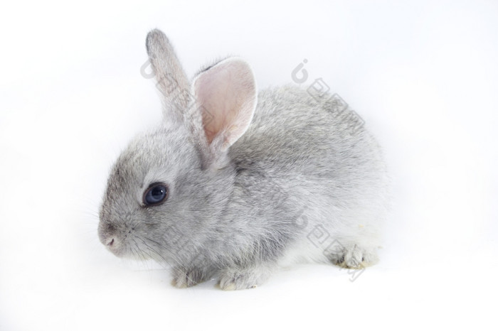 漂亮的兔子灰色的兔子孤立的白色背景
