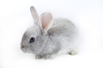 漂亮的<strong>兔子</strong>灰色的<strong>兔子</strong>孤立的白色背景