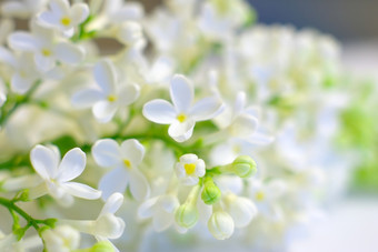 白色春天花爱浪漫的背景温柔的充满活力的新鲜的开花明亮的积极的鼓舞人心的背景盛开的精致的花清洁春天花瓣