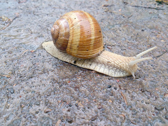 蜗牛爬行湿表面野生动物特写镜头蜗牛壳牌棕色（的）生物