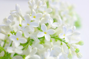 白色春天花爱浪漫的背景盛开的精致的花温柔的白色充满活力的新鲜的开花明亮的积极的爱鼓舞人心的背景清洁春天花瓣