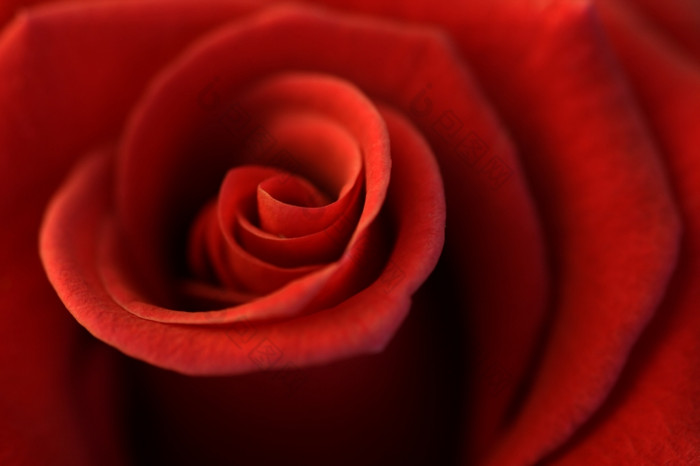 软焦点浅景深效果图像的中心玫瑰