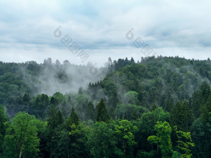 照片有雾的森林与阴天空