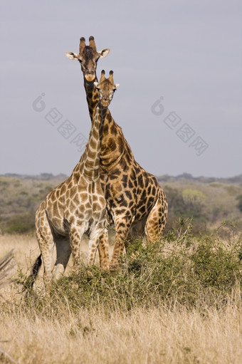 两个长颈鹿见过safari与他们的脖子纠缠在一起形式塔万花筒的长颈鹿长颈鹿鹿豹座非洲而得名有蹄的哺乳动物的最高的所有的陆地动物物种而且的最大反刍动物长颈鹿可以居住热带稀树草原草原开放林地