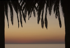 两个棕榈树形式框架与海洋而且日落的背景