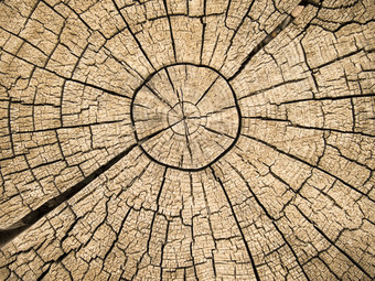 老树树桩显示cdracks而且骨折辐射从的中心那有结果从的自然风化从被左的开放空气