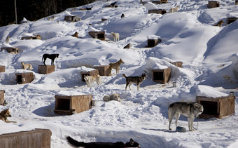 大养犬冬天房子雪橇狗团队的个人狗窝提供避难所在风暴而且在一夜之间甚至通过的狗rsquo皮毛保持他们温暖的