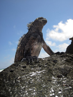 单海洋鬣蜥弱孔菌cristatus那姥的太阳几乎的轮廓对的天空这些爬行动物是流行物种的加拉帕戈斯群岛岛屿厄瓜多尔