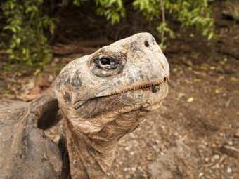 肖像巨大的乌龟geochelone大象伊莎贝尔岛的加拉帕戈斯群岛岛屿厄瓜多尔这濒临灭绝的物种的爬行动物家庭食草动物