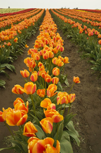 长行橙色郁金香农场在的年度斯卡吉特谷郁金香节日华盛顿状态美国的花农场把伟大的显示明亮的颜色