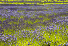有机薰衣草农场完整的植物那需要收获的场发光与的紫色的花对比与的明亮的绿色茎