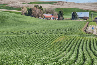 家园农场的帕卢斯包围<strong>滚动</strong>山小麦字段典型的农业的地区的字段遵循的轮廓的<strong>滚动</strong>山