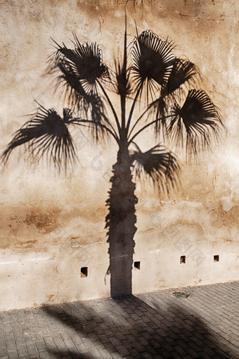 棕榈树数据类型转换黑暗影子的外堡垒墙的旧城区的Udayas拉巴特摩洛哥