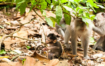 长尾短尾猿猴子。fascicularis神圣的猴子森林乌布印尼