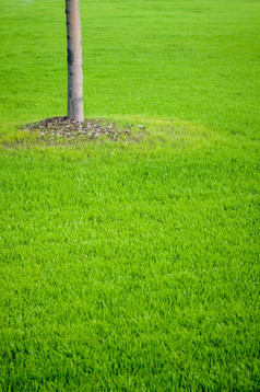 树树干与绿色草背景特写镜头