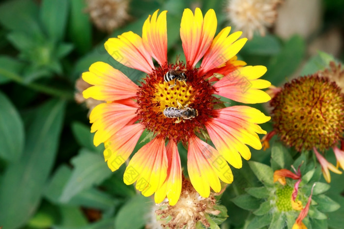 蜜蜂收集花粉从花野生蜜蜂苍蝇从花花收集花蜜和花粉美丽的黄色的玫瑰花特写镜头