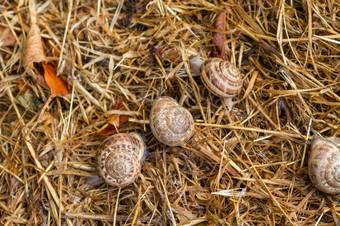 花园蜗牛稻草花园蜗牛爬行的稻草的早期早....