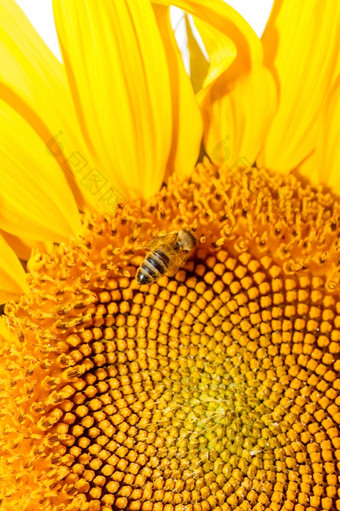蜂蜜蜜蜂向日葵蜜蜂向日葵花向日葵特写镜头自然背景