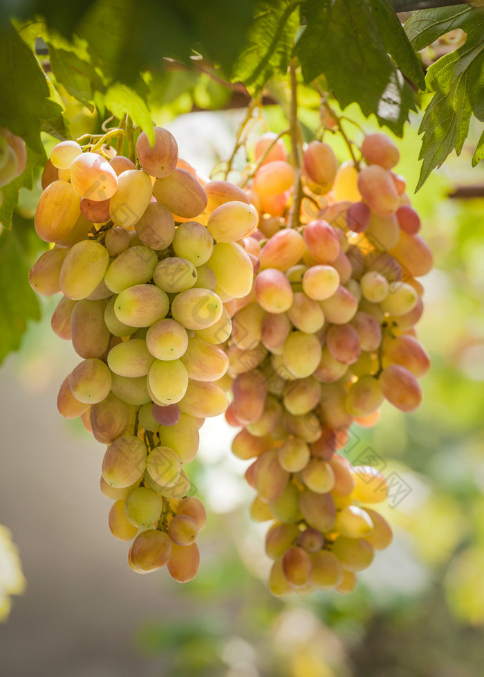 束葡萄日益增长的葡萄树特写镜头两个束葡萄的他来了与绿色叶子阳光明媚的一天