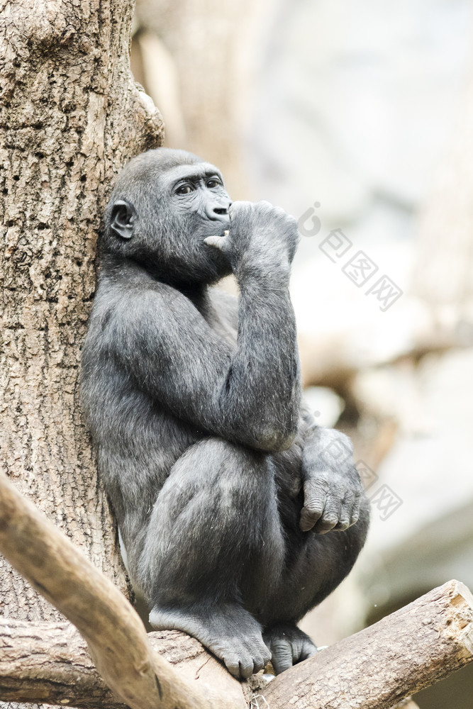大猩猩坐着树深思熟虑大猩猩坐着树深思熟虑日光