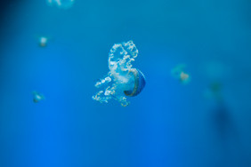 水母海水母的水