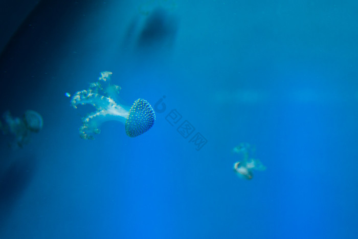 水母海水母的水图片