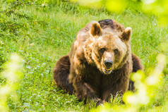 棕色（的）熊穿越绿色森林