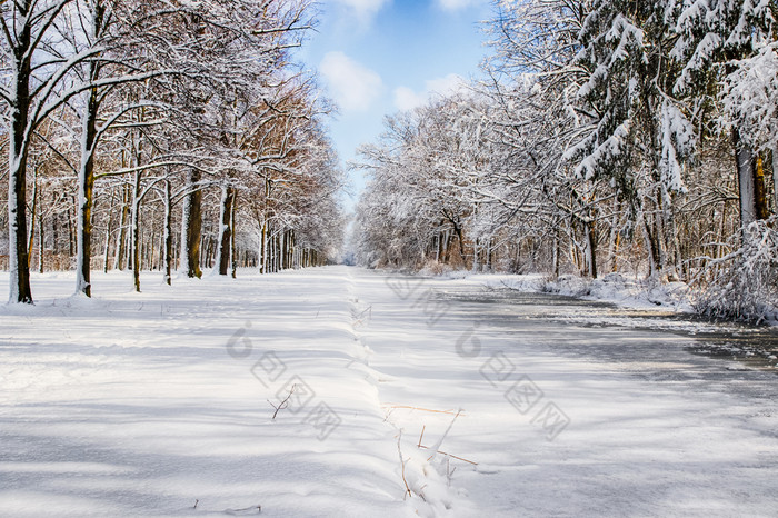 雪路径成几个树的森林