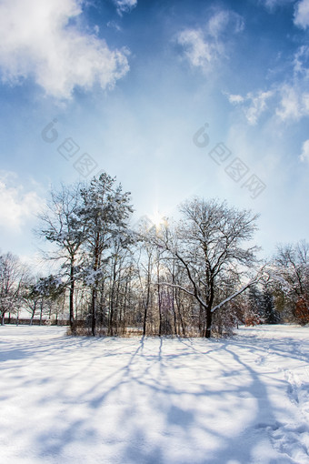 雪路径成几个树的森林