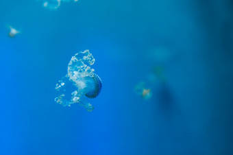水母medusozoa海水母的水